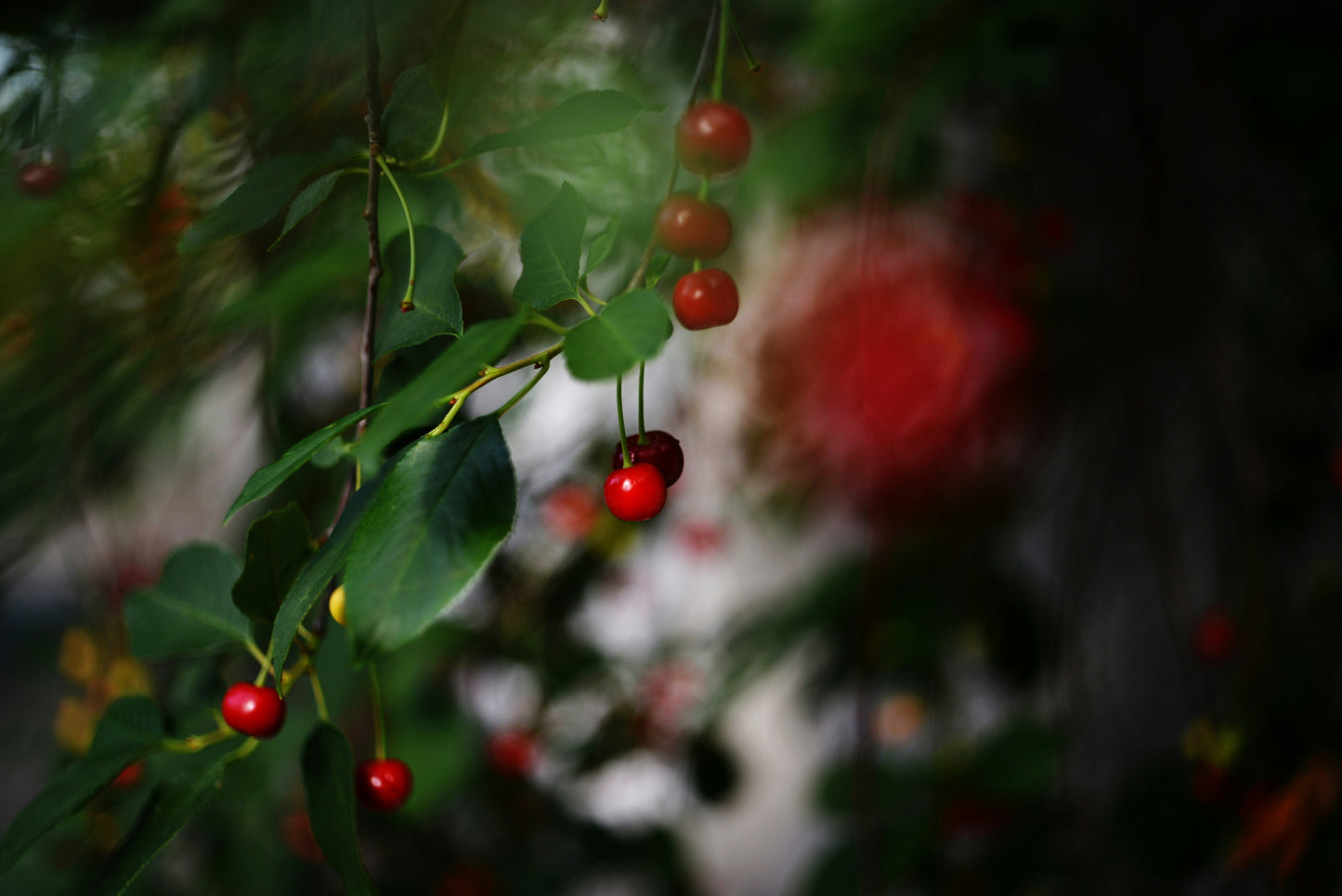 Cherry Lime-ade